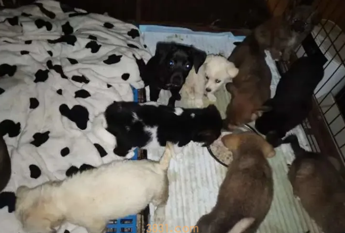 上百只宠物猫狗被遗弃街头的背后,谁在买、卖、运输?(图1)