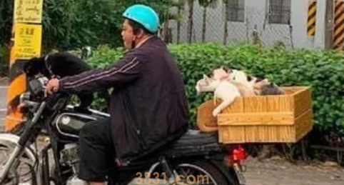 6只猫咪坐在摩托车的后座上,主人带着它们去兜风,有一只很淡定(图1)