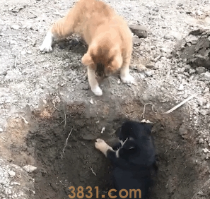 橘猫引诱小奶狗往坑里跳,猫:快来,跳下去就有肉吃(图4)