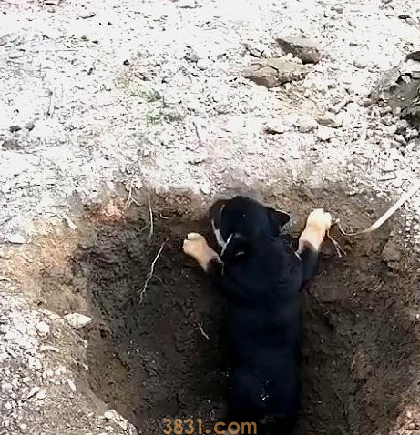 橘猫引诱小奶狗往坑里跳,猫:快来,跳下去就有肉吃(图5)