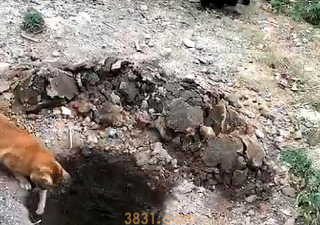 橘猫引诱小奶狗往坑里跳,猫:快来,跳下去就有肉吃(图1)