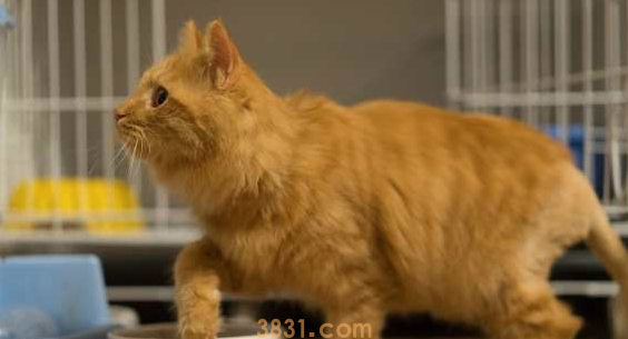 橘猫引诱小奶狗往坑里跳,猫:快来,跳下去就有肉吃(图2)