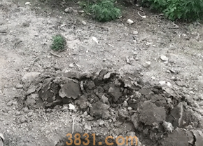 橘猫引诱小奶狗往坑里跳,猫:快来,跳下去就有肉吃(图3)