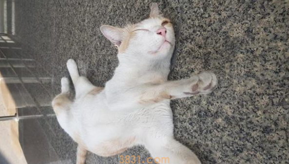 猫咪被锁超市一夜,众多货物遭殃,店长准备报警时遇到好心人(图1)