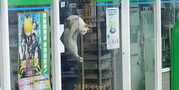 猫咪被锁超市一夜,众多货物遭殃,店长准备报警时遇到好心人(图2)