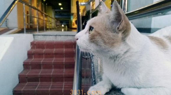 猫咪被锁超市一夜,众多货物遭殃,店长准备报警时遇到好心人(图3)