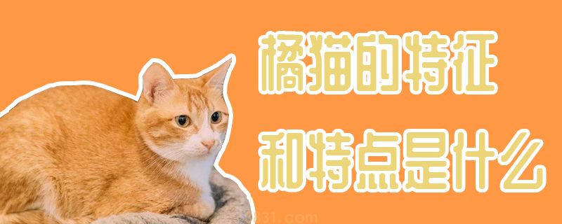 橘猫的特征和特点是什么(图1)