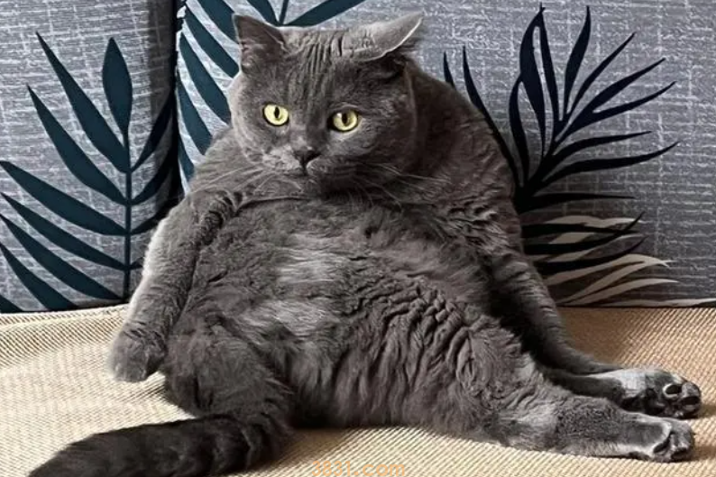 年轻人给宠物买保险:猫猫狗狗看病比人贵(图3)