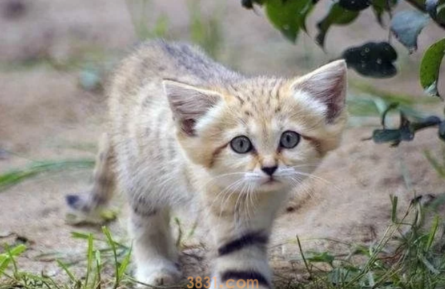 被小区流浪猫抓伤,将投喂者和物业告上法庭,法院这样判!(图1)