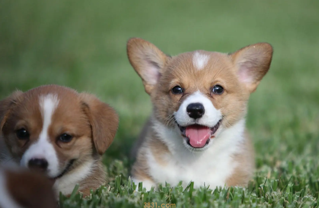 给狗喂药片用什么办法最好(图1)