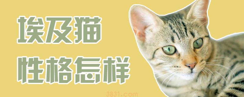 埃及猫性格怎么才能(图1)