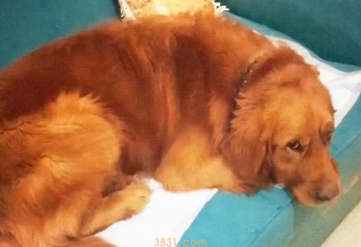 满月小橘猫跑丢,担心它被冻死,掀开金毛耳朵一看笑喷了(图1)