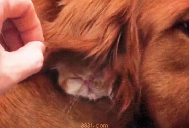 满月小橘猫跑丢,担心它被冻死,掀开金毛耳朵一看笑喷了(图2)