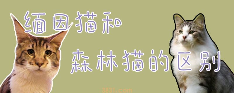 缅因猫和森林猫的区别(图1)