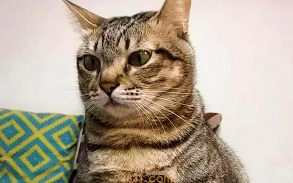 猫咪不吃饭,主人感觉不对劲,带去医院检查,凑近一看无法淡定了(图1)