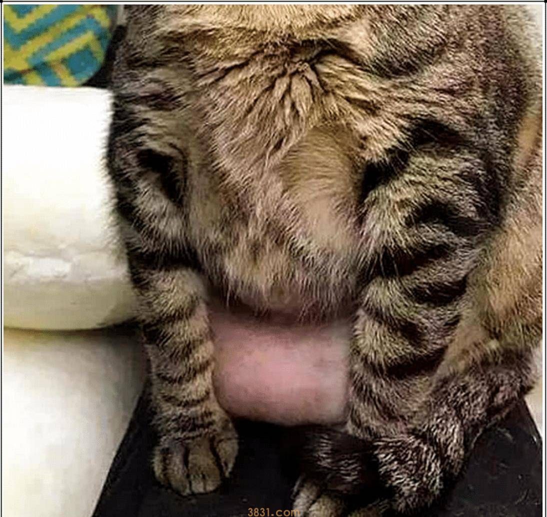 猫咪不吃饭,主人感觉不对劲,带去医院检查,凑近一看无法淡定了(图2)