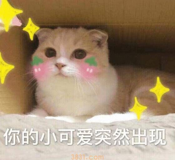 猫咪不吃饭,主人感觉不对劲,带去医院检查,凑近一看无法淡定了(图4)