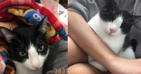 帮忙奴才燃烧体脂肪! 5公斤宾士猫重压肚子上(图1)