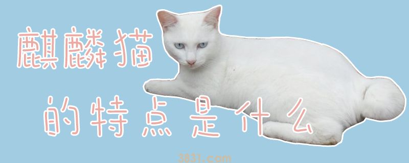 麒麟猫的特点是什么(图1)