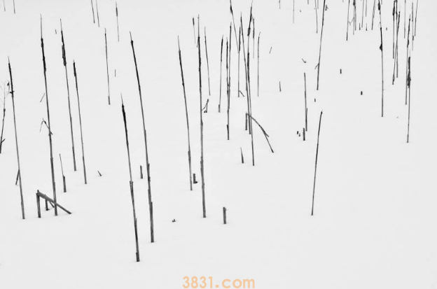 这位老爸是资深猫奴,买了双猫爪袜子跟猫咪显摆,把它们吓坏了(图4)