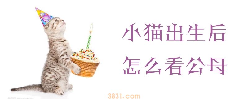 小猫出生后怎么看公母(图1)