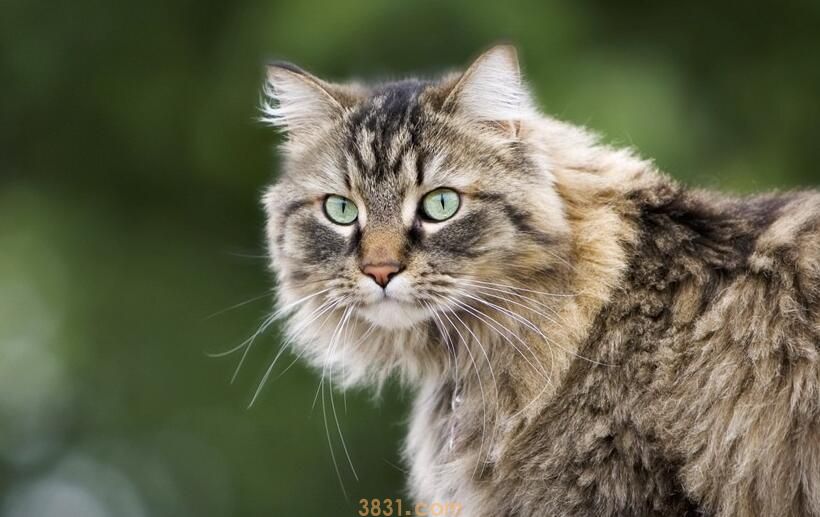 人类遗传学和精准医学研究,猫可能成模式动物(图1)