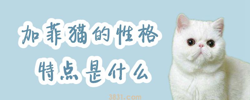 加菲猫的性格特点是什么(图1)