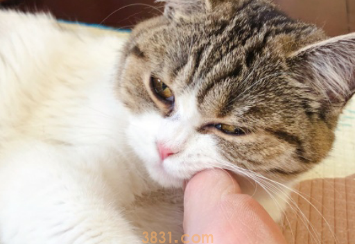 猫咪在收留所太久没被收养,在准备做安乐死的时候,遇见了她(图1)