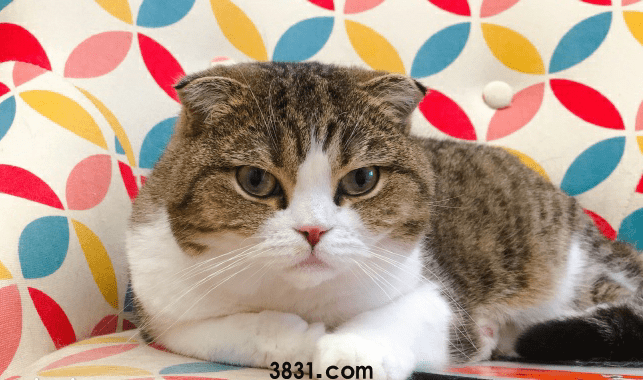 猫咪在收留所太久没被收养,在准备做安乐死的时候,遇见了她(图2)