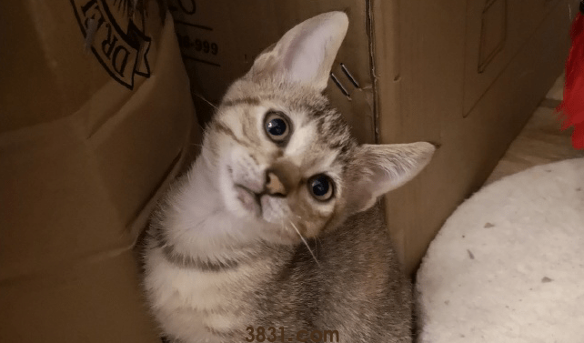 猫咪在收留所太久没被收养,在准备做安乐死的时候,遇见了她(图3)