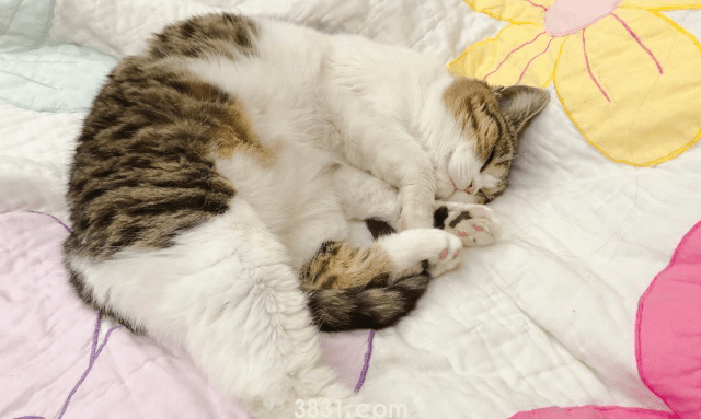 猫咪在收留所太久没被收养,在准备做安乐死的时候,遇见了她(图5)