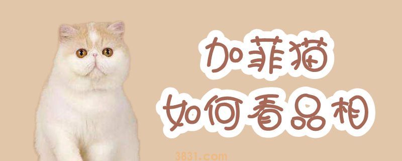 加菲猫如何能看品相(图1)