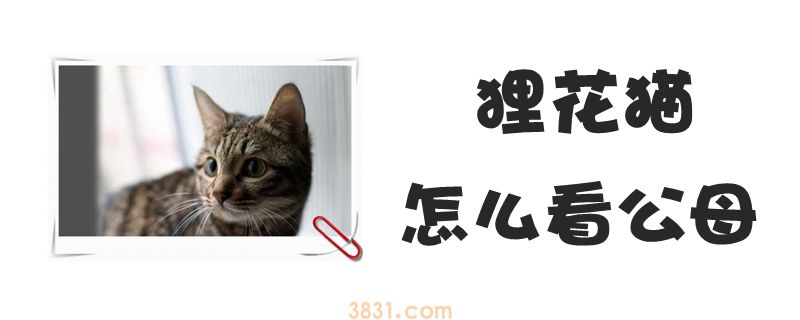 狸花猫怎么知道公母(图1)