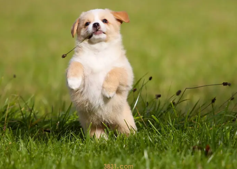 狗狗细小打针后嗜睡正常吗(图1)