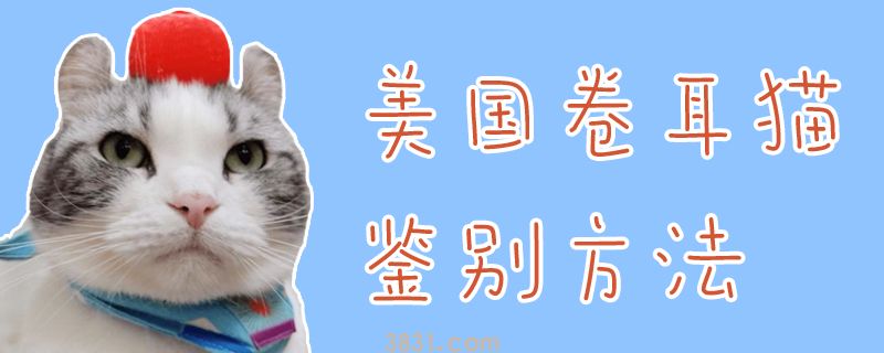 美国采葛猫鉴别方法有哪些地方(图1)