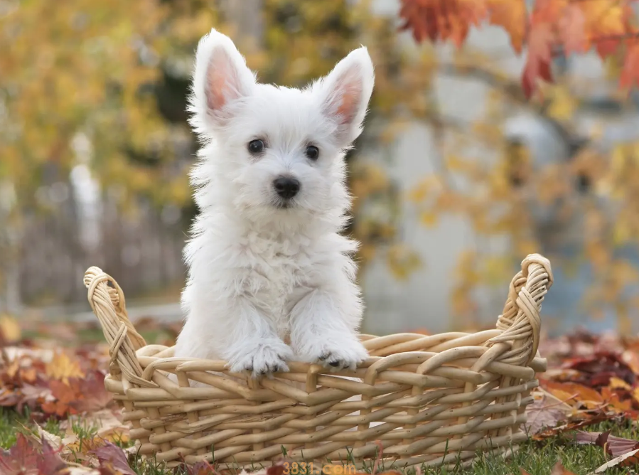 狗身上起疙瘩掉毛怎么回事(图1)