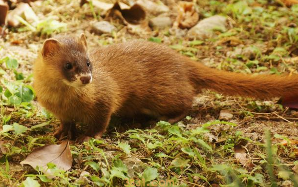黄鼠狼“作死”挑衅猫咪,下一秒画风就不对了,结局让人意外(图1)