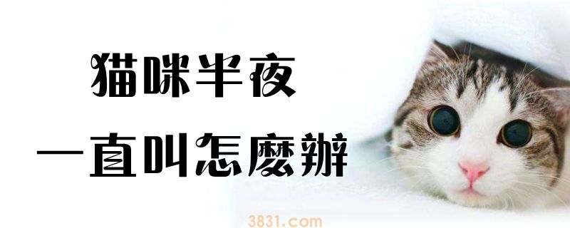 猫咪半夜一直叫该怎么办(图1)