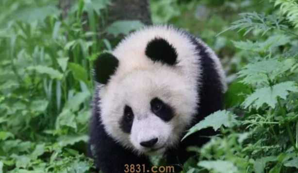 熊团子试图翻越围栏,却遇上“猪队友”,过程简直要把熊猫蠢哭!(图1)