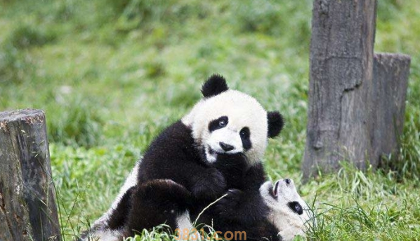 熊团子试图翻越围栏,却遇上“猪队友”,过程简直要把熊猫蠢哭!(图2)