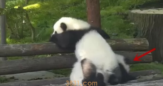 熊团子试图翻越围栏,却遇上“猪队友”,过程简直要把熊猫蠢哭!(图3)