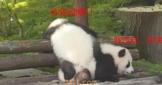 熊团子试图翻越围栏,却遇上“猪队友”,过程简直要把熊猫蠢哭!(图4)
