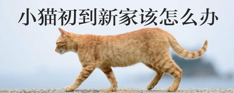 小猫初到新家该怎么办啊(图1)