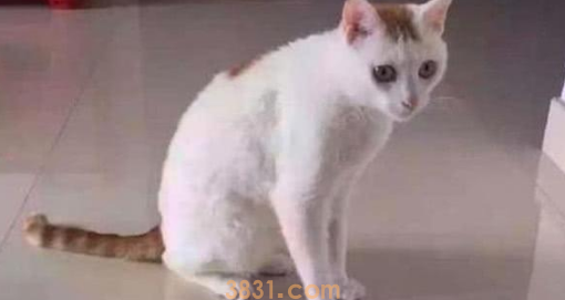 女子摸猫咪时,它表现得非常痛苦,带去医院拍片后吓坏了(图1)