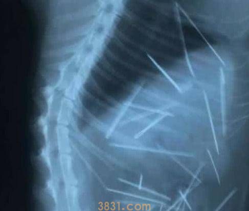 女子摸猫咪时,它表现得非常痛苦,带去医院拍片后吓坏了(图2)