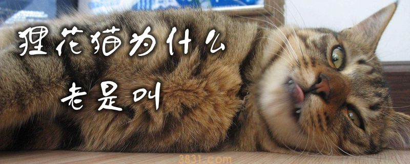 狸花猫为啥经常叫(图1)