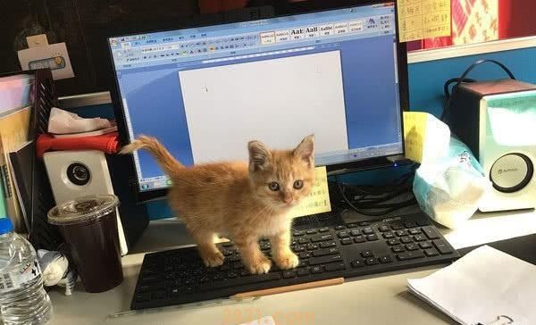 小橘猫原本只是晒太阳,结果搭顺风车上了一天班,从此喵生反转(图1)