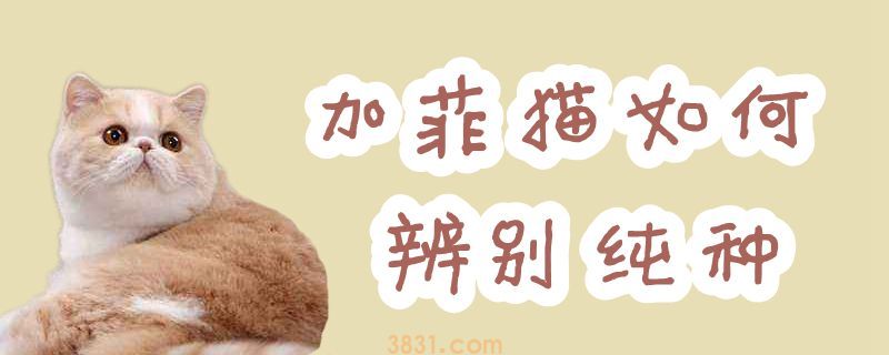 加菲猫如何分辨非纯种(图1)