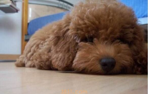 怎样能摸出来狗狗发烧(图1)