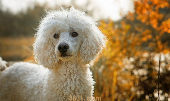 狗吐黄色泡沫是什么原因引起的(图1)